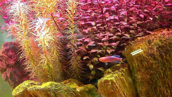 Blue Luxury Killifish