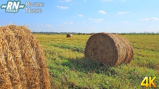 Звуки Лета, Сенокос, Стрекотание Кузнечиков - Звуки Природы Для Отдыха и Расслабления - Релакс Видео