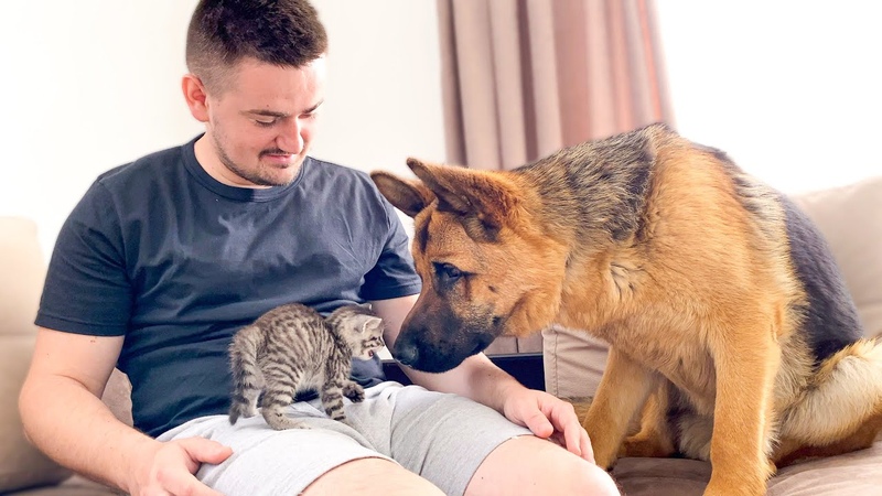 German Shepherd Meets New Baby Kitten for the First