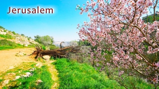 Spring Flowers on The Hills of Jerusalem. Blooming Israel. Mevaseret Zion