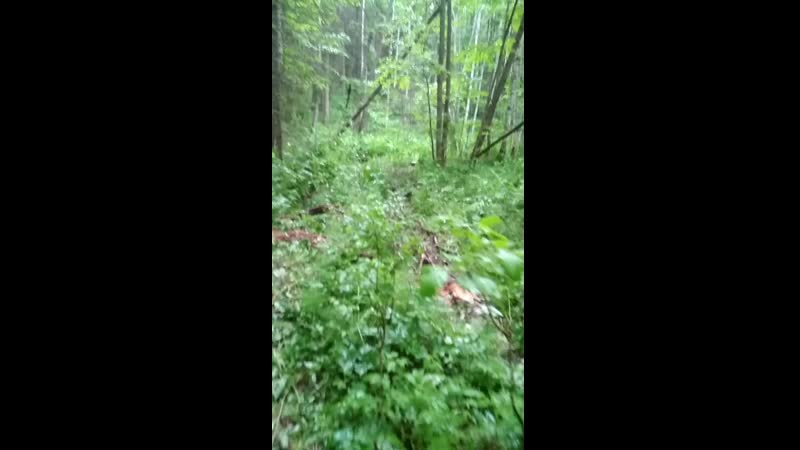 VID_20200627_210315.mp4
