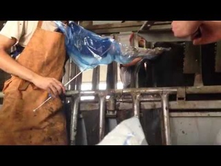 Искусственное осеменение коров: 100 голов в час