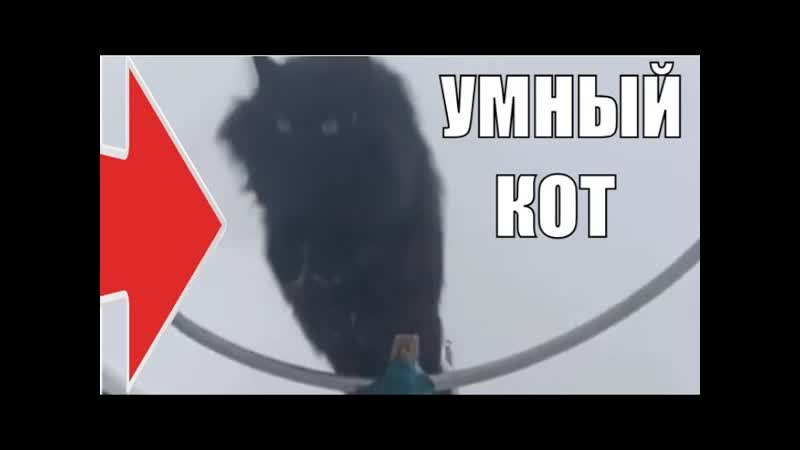 Черный кот Чернуха самый умный кот в мире smart
