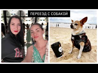Все это нужно чтобы ПЕРЕВЕЗТИ СОБАКУ в Австралию Личный опыт через Кипр и подводные камни