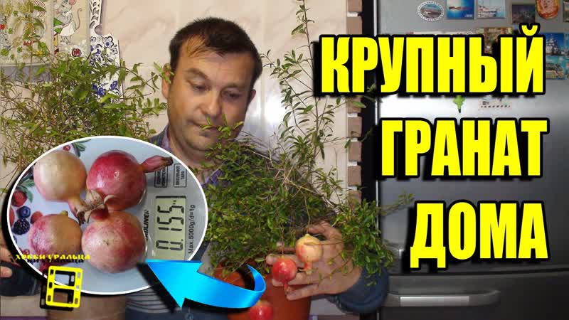 КАК ВЫРАСТИТЬ КРУПНЫЙ ГРАНАТ ДОМА НОРМИРОВКА КОМНАТНОГО
