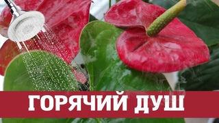 Антуриум любит горячий душ