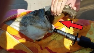 Рыбаки заметили в воде странную РЫБУ Что то НЕВЕРОЯТНОЕ торчало из её пасти!