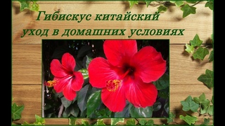 Гибискус китайский (китайская роза) - уход в домашних условиях