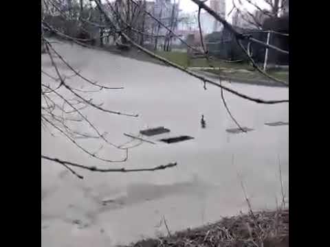 Утята провалились в водосток, а мамой утка бегала вокруг и