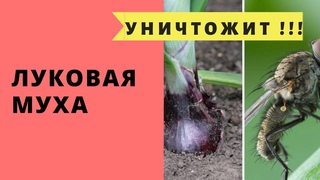Луковая муха. Уничтожим наповал !!!