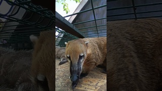 #ямыилюша #помощьбездомнымживотным #raccoon #анапа #reels #море #енотики #юмор #собачки #животные